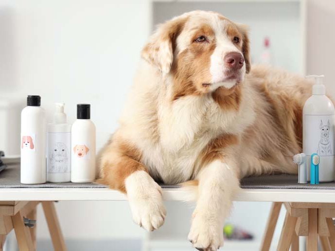 Pflegeprodukte & Hygiene