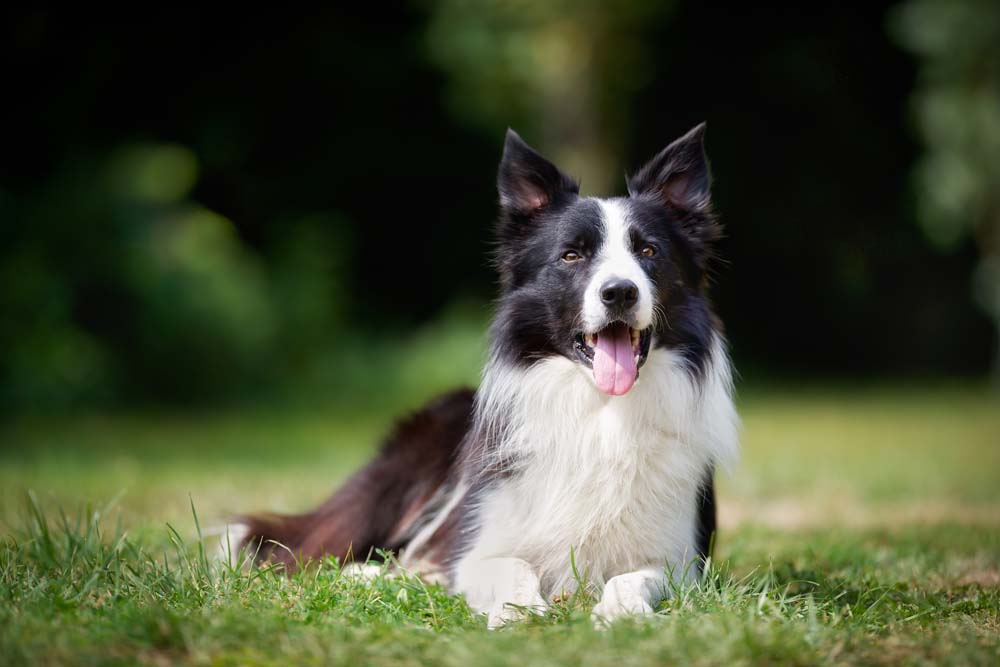 Collie